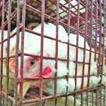 Consumer perceptions and attitudes about how animals are treated in agriculture increasingly influence what they buy, officials warn. photo:©thinkstock