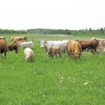 Cattle grazing in a pasture.