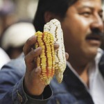 A corn farmer holds corncobs during a protest in Mexico City January 2013. Farmers protested against the growing of transgenic or genetically modified corn, as it is one of the primary food staples of Mexico and Central America.   Photo: REUTERS/Bernardo Montoya