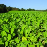 Kale is an increasingly popular vegetable for humans, but some varieties have animal feed potential as well. photo: thinkstock