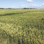 Agriculture and Rural Development’s Bill Chapman watches Sheri Strydhorst speak about the effect of fungicide on stripe rust occurrence during a plot tour in Willingdon this summer. Photo: Alberta Wheat Commission