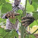 A worker collecting cucumbers inside a greenhouse in La Mojonera, southeastern Spain, June 2, 2011. An outbreak of antibiotic-resistant E. coli contaminated vegetables in Europe that year, killing 17 and sickening more than 1,500 in 10 European countries. Antibiotic-resistant bugs are linked to overuse of antibiotics in human medicine and agriculture. Photo: Francisco Bonilla, Reuters