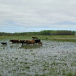 Moving to higher ground after flood waters inundated the Teichroeb pasture.