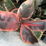 Colourful red and green rubber tree plant.