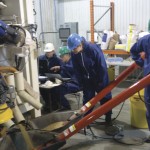 wheat sorting in a grain facility