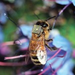 Thousands of captured honeybees in Australia will be fitted with tiny sensors and released back into the wild as part of an extensive environmental monitoring experiment that researchers hope will help answer questions about colony collapse disorder.