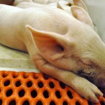 Sleeping piglet.