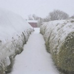 Round hay bales covered in snow.