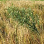 Tests showed tillage took out 69 per cent of the weeds, but the rate was the same for both high and low densities.