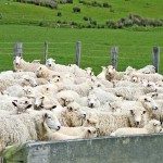 Herd of sheep in a field.