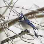 Blue Jay