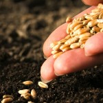 Hand spilling grain onto black soil.