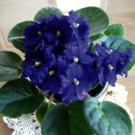 African violet houseplant.