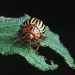 Colorado potato beetle.