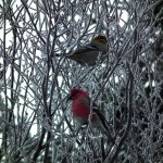 Two birds in a bush.