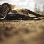 The carcass of a cow is pictured in the town of Floresta, in Pernambuco State, January 29, 2014. This has been the hottest January on record in parts of Brazil, and the heat plus a severe drought has fanned fears of water shortages, crop damage and higher electricity bills.