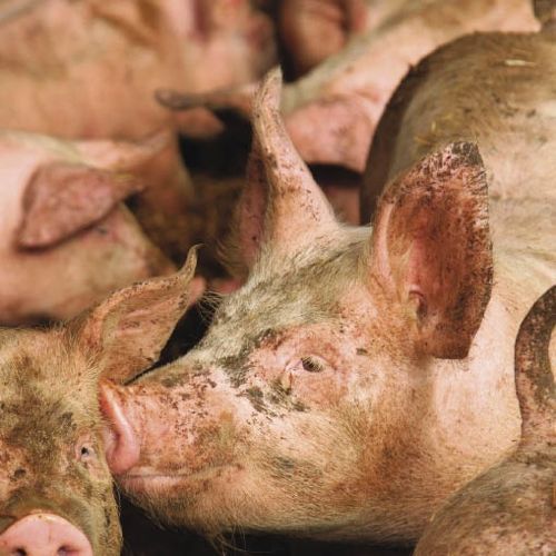 Piglets rooting around in mud.