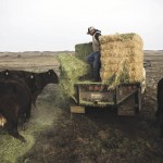 Man feeding cattle hay from a truck.