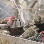 Purple finch at bird feeder.
