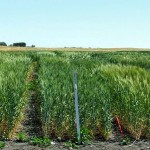 Research plots at the co-op’s research farm near Minto.