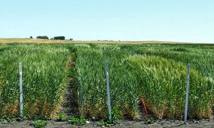Field crop research plot.