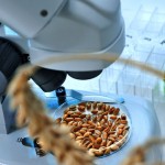 Petri dish of grain under a microscope.
