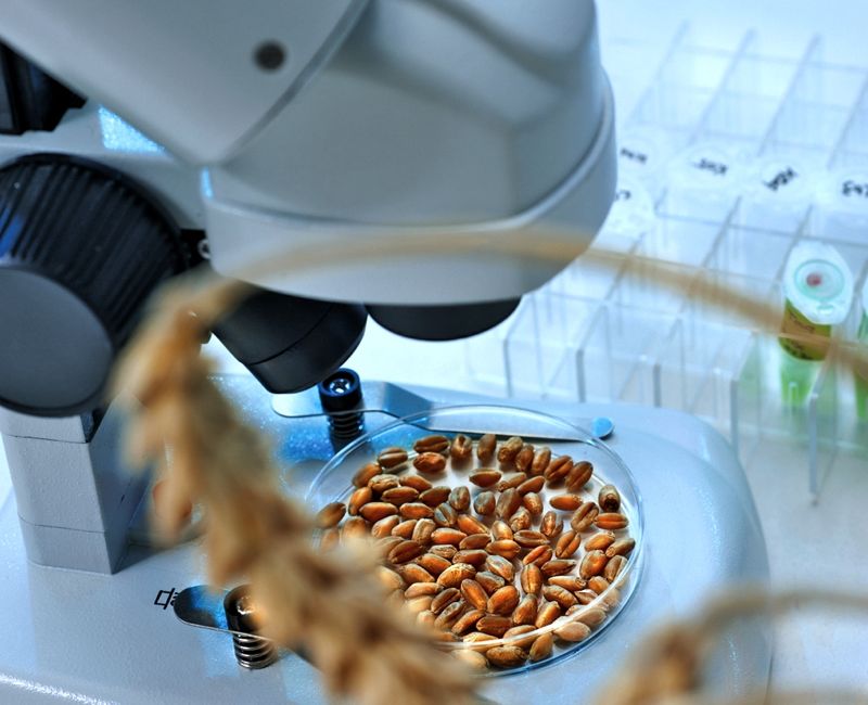 Petri dish of grain under a microscope.