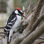 Woodpecker