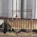 Cargill grain terminal in Nesbitt, Manitoba