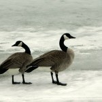 Canada Geese standing on ice-covered river.