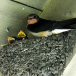 A barn swallow with hungry babies.