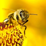 Bee on a flower