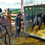 Newly purchased bulls loaded for the trip to their new herds.