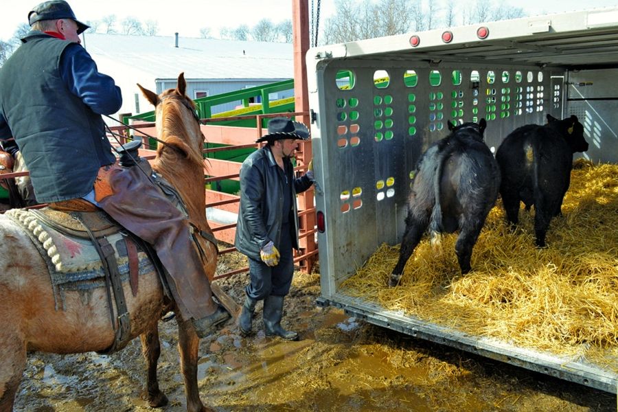 Ranchers flock to ‘nobull’ bull sale Manitoba Cooperator