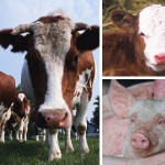 Producers can purchase price insurance options for feeder cattle, fed cattle and hogs, year round, and each spring before May 29 for calves.