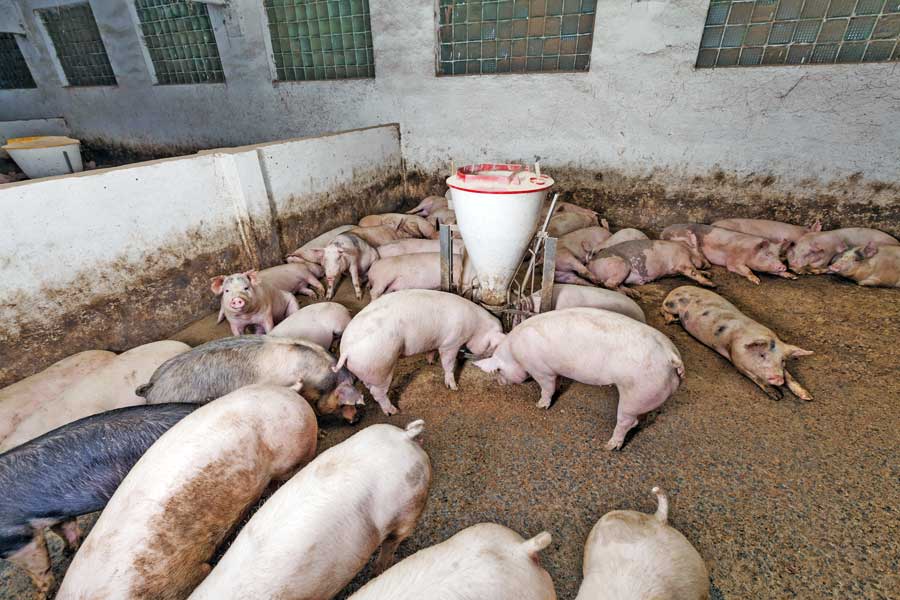 Pigs in a feeding pen.