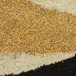 Seed grains