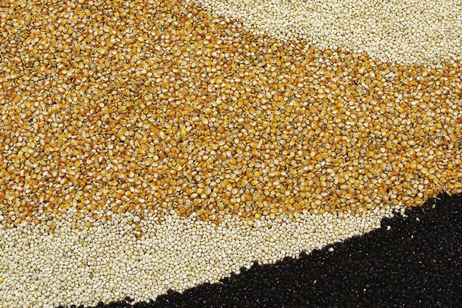 Seed grains