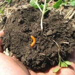 Wireworm crawling out of soil.