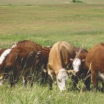 The CFIA continues to test herds for bovine TB in the area around Riding Mountain National Park.