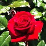 Choose a plant that has healthy, shiny foliage and no insect damage.