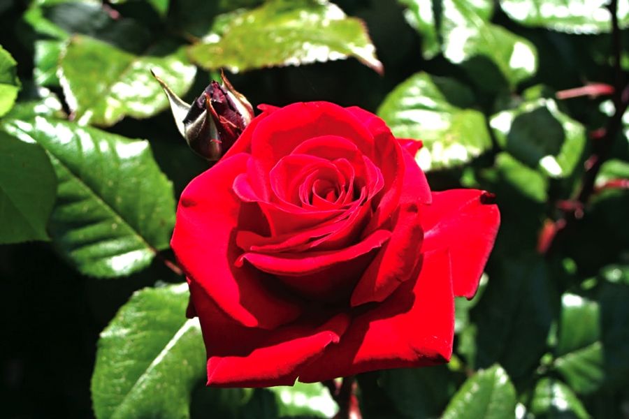Red rose