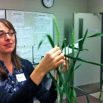 Anne Kirk co-ordinates the participatory plant-breeding program.