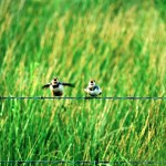 barn swallows on a fence