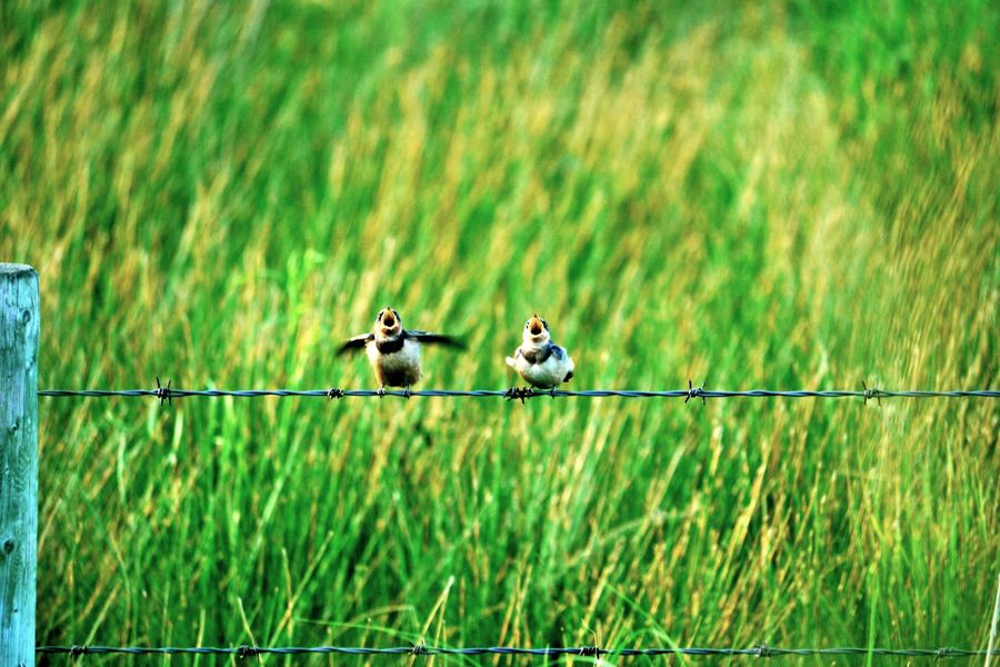 barn swallows on a fence