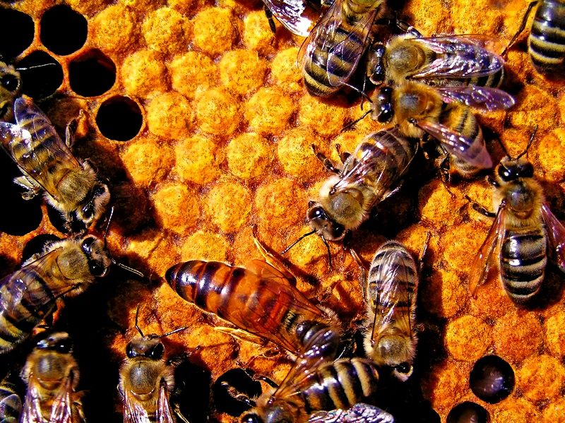 Bees in a hive