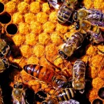 honey bees in a hive