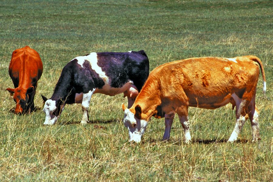 Cattle grazing in a pasture