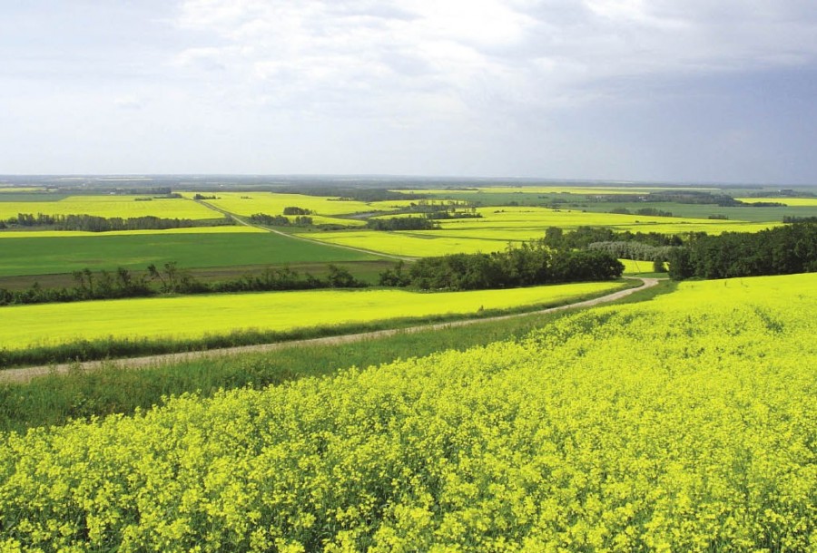 Field of flowering canola