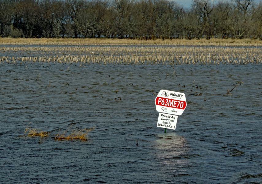 flooded field